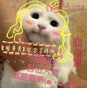 综英美吉祥物TXT免费